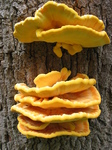 28108 Big Yellow Mushrooms on Tree - Sulfur Shelf (Laetiporus sulphureus).jpg